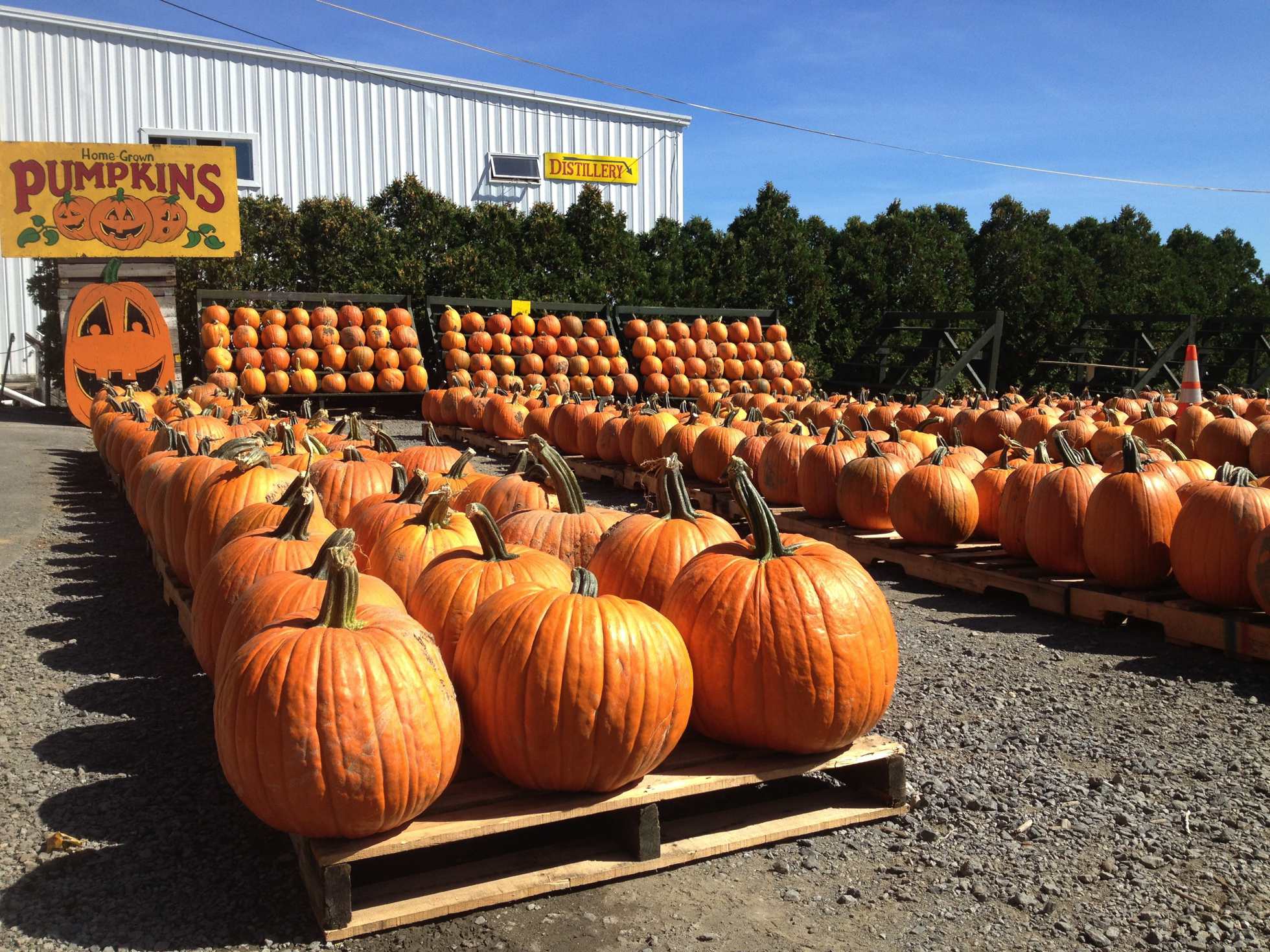 Image result for Golden Harvest Farms